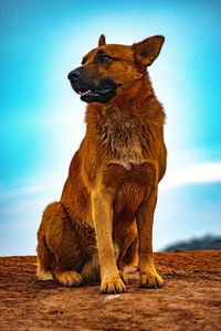 View of a dog looking away
