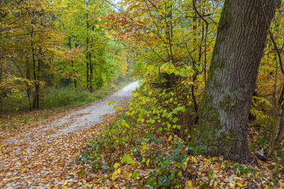 Dirt road amidst trees in forest during autumn