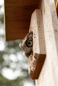 Female eastern screech owl megascops asio peers out of a nest box in bonita springs, florida