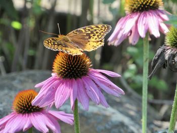 Close-up of butterfly on pink flower