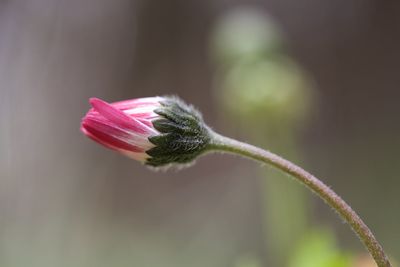 Close-up of pink flower