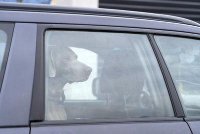 The dog is left alone in a locked car. leaving pets locked in cars is never safe. 