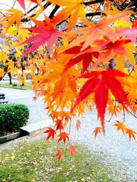 Leaves in autumn