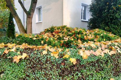 Plants growing outside house