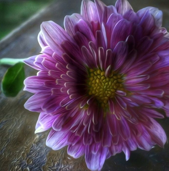 CLOSE-UP OF PURPLE FLOWERS