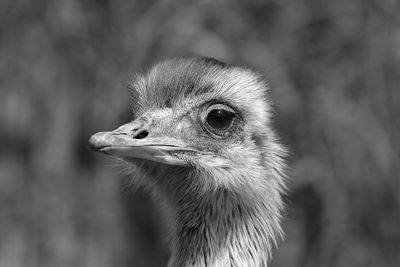 Close-up of a bird looking away