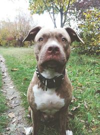 Close-up of american pit bull terrier at park