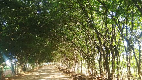 Pathway along trees