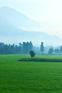 Scenic view of field against sky