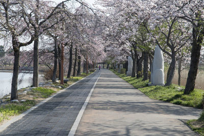 Road amidst cherry trees