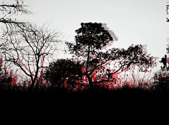 Trees at sunset