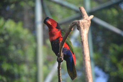 Close-up of parrot perching on branch