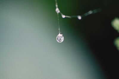 Low angle view of water drops on twig