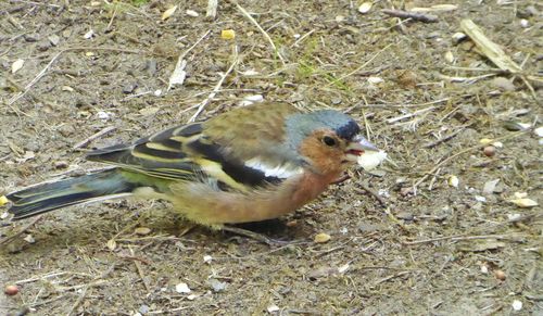 Close-up high angle view of bird