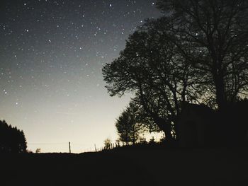 Low angle view of trees at night