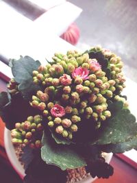 Close-up of flowers