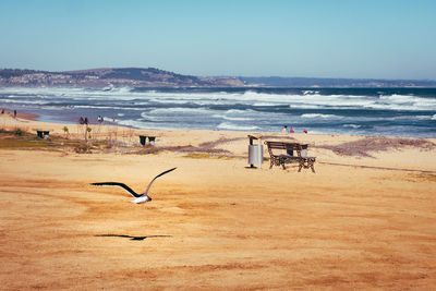 View of seagulls on beach