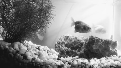 View of crab on rock