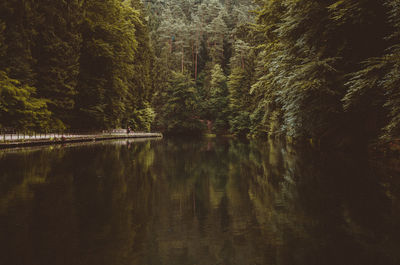 Scenic view of lake in forest