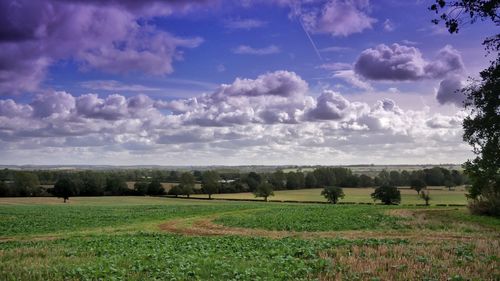 Scenic view of agricultural field against sky