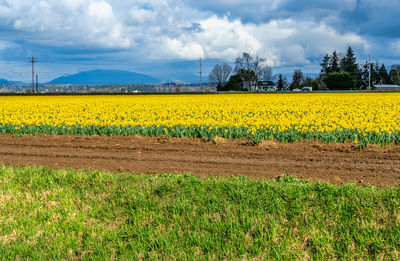 Scenic view of oilseed rape field against sky