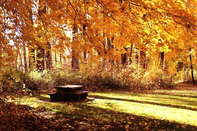 Trees in forest during autumn