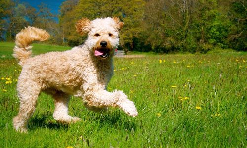 Dog on grass