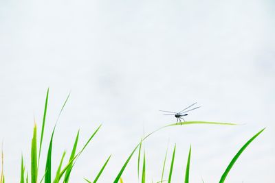 Dragonfly on grass against clear sky