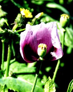 Close-up of purple flower blooming outdoors