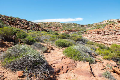 Plants growing on landscape against blue sky