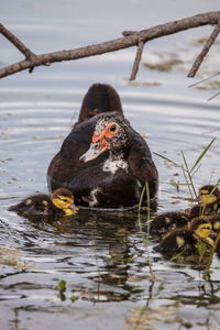 Duck swimming in lake