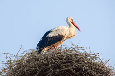 white stork