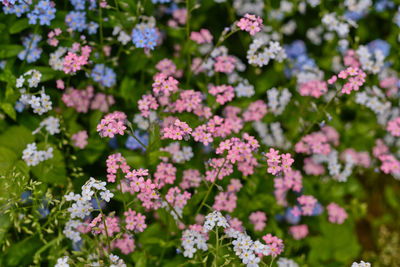 Close-up of pink flowers