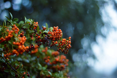 Low angle view of rowan berries growing in rainy season