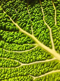 Close-up of savoy cabbage leaf