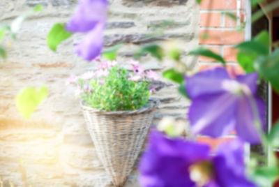 Close-up of potted plant against wall