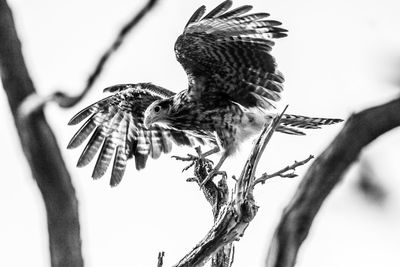 Low angle view of bird perching on branch