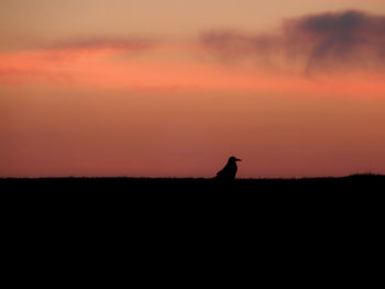 Silhouette bird on landscape against orange sky