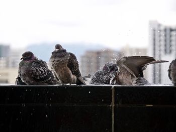 Birds perching on fence against sky