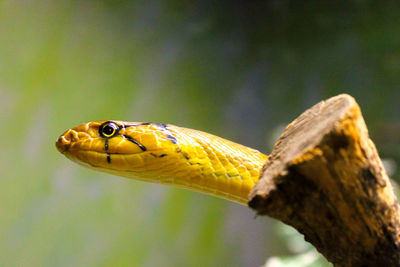 Close-up of lizard