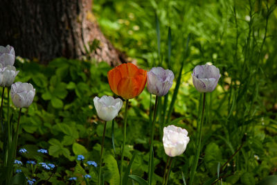 Close-up of white flowering plants on field