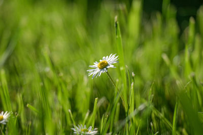 Close-up of white dandelion flower on field