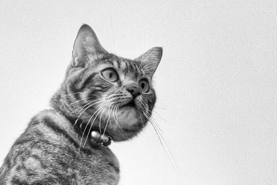 Close-up portrait of a cat looking away