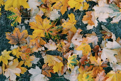 Full frame shot of yellow maple leaves during autumn