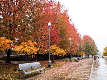 Trees in park during autumn