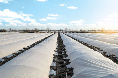 Farm potato plantation field covered with spunbond . create a greenhouse effect. 