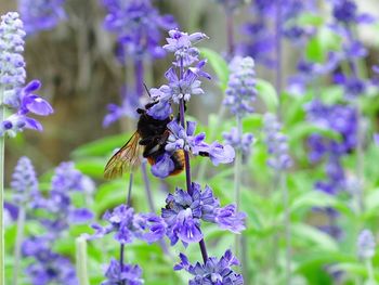 Close-up of butterfly pollinating on purple flower