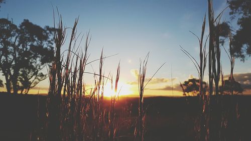 Silhouette of wheat field against sky at sunset