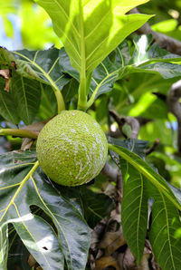 Close-up of fruit growing on tree