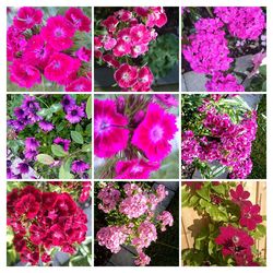 Close-up of pink flowers